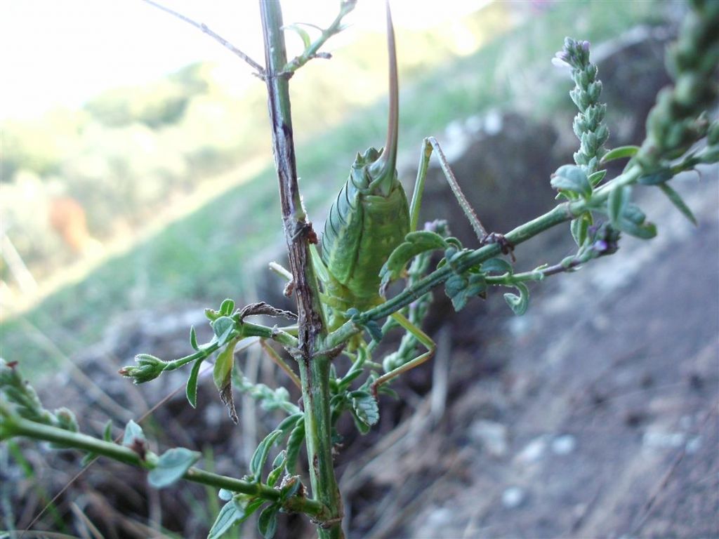 Ephippiger sp. femmina