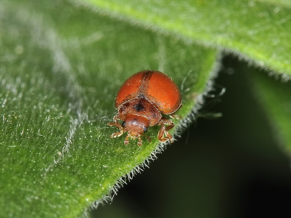 Coccinella senza macchie: S. vigintiquatuorpunctata