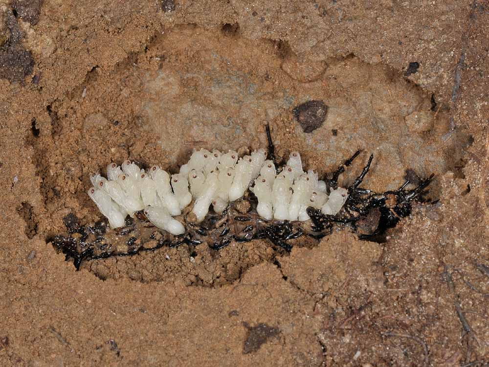 Larva di Carabus parassitata da imenotteri Braconidae