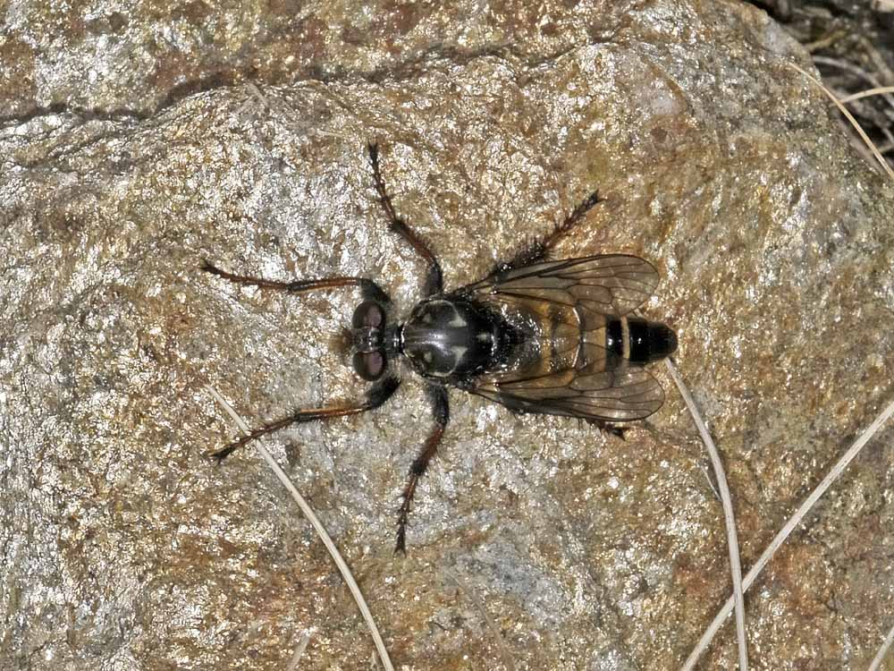 Asilidae: Cyrtopogon cfr. ruficornis