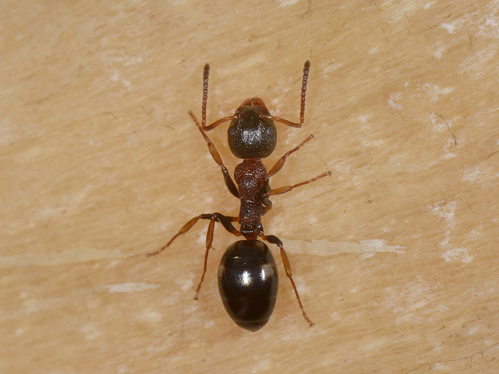 Dolichoderus quadripunctatus , Natura Mediterraneo | Forum Naturalistico
