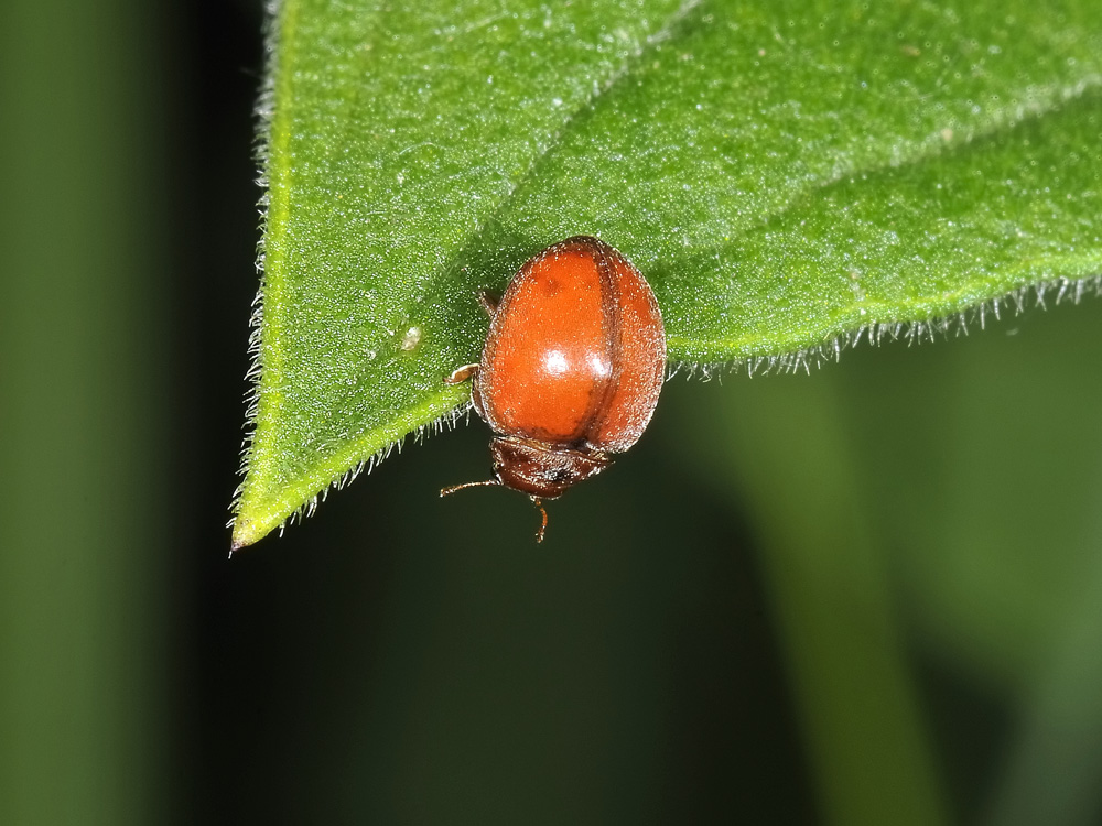 Coccinella senza macchie: S. vigintiquatuorpunctata