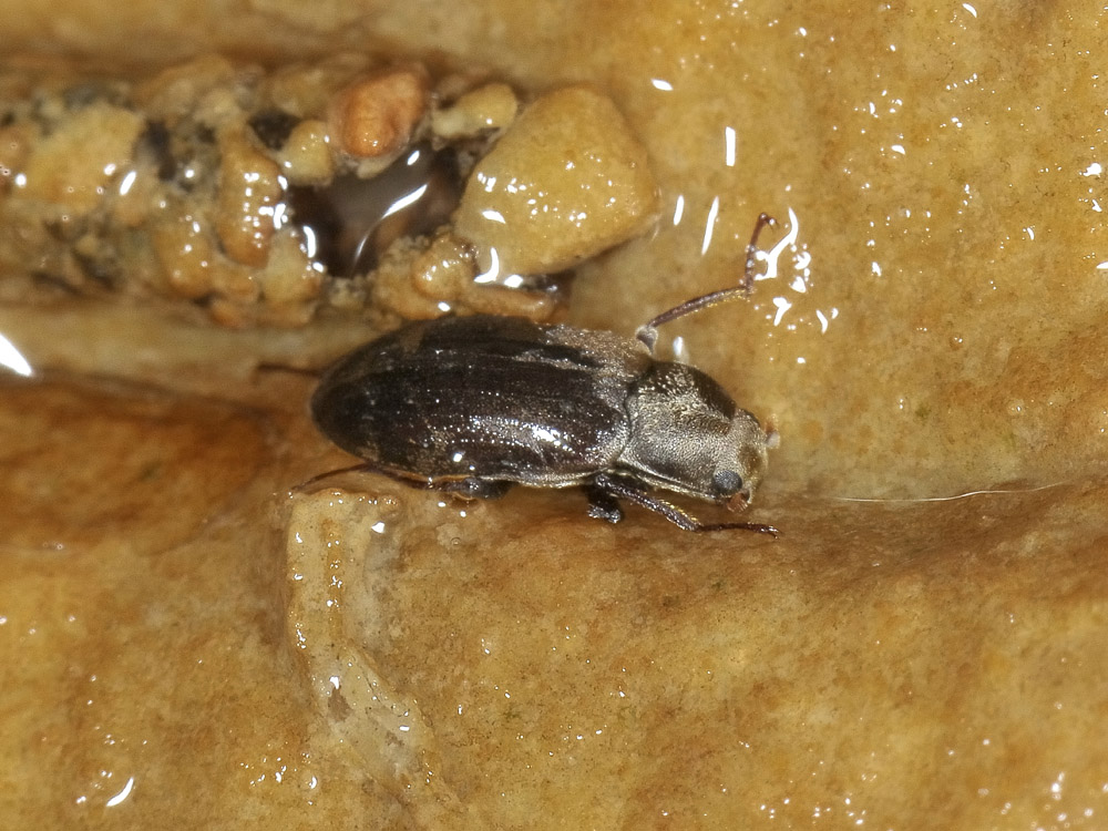 Dryopidae del fiume Sangro (CH): Pomatinus substriatus