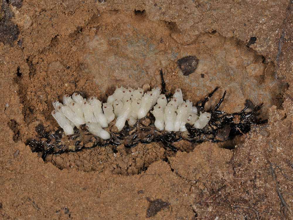Larva di Carabus parassitata da imenotteri Braconidae