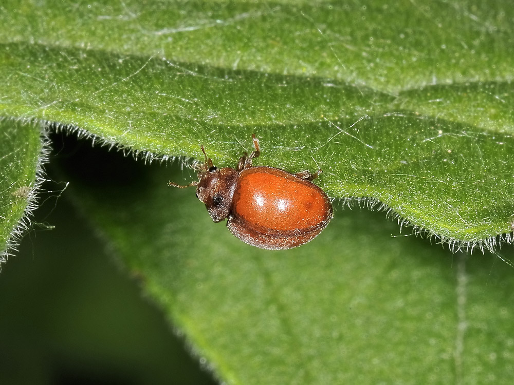 Coccinella senza macchie: S. vigintiquatuorpunctata