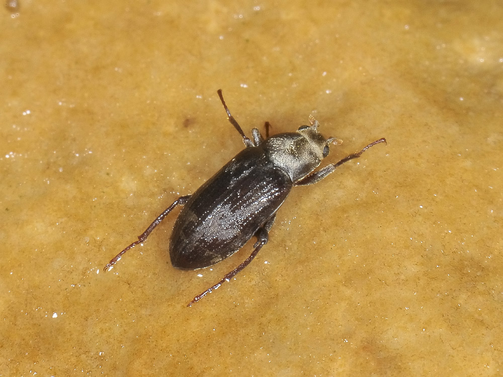 Dryopidae del fiume Sangro (CH): Pomatinus substriatus