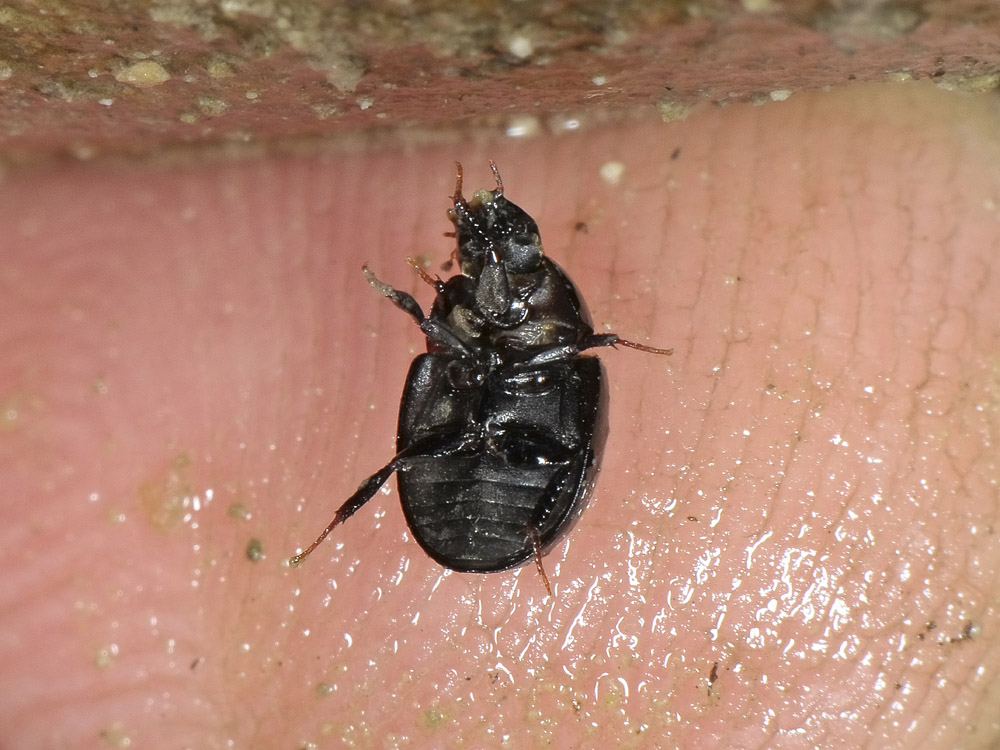 Coelostoma hispanicum e Ochthebius sp. sul Sangro (CH)