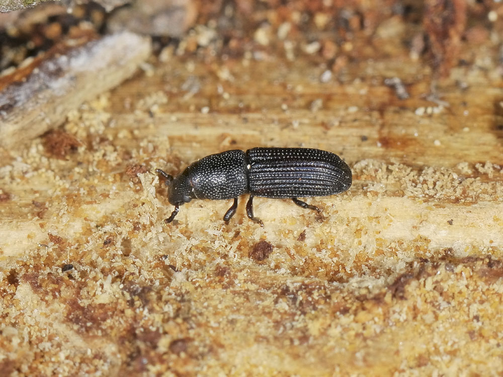 Rhyncolus elongatus