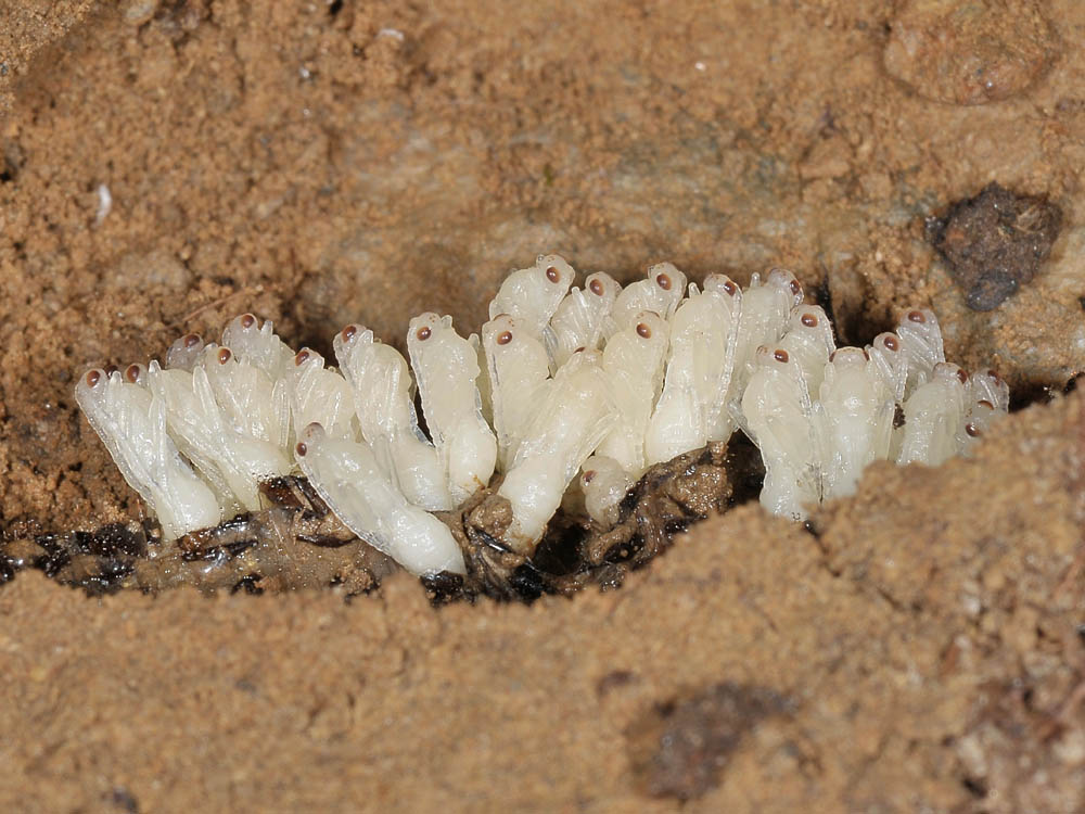 Larva di Carabus parassitata da imenotteri Braconidae