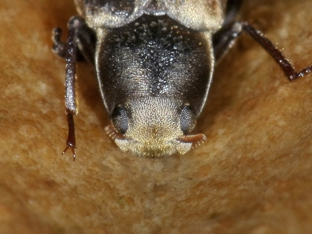Dryopidae del fiume Sangro (CH): Pomatinus substriatus