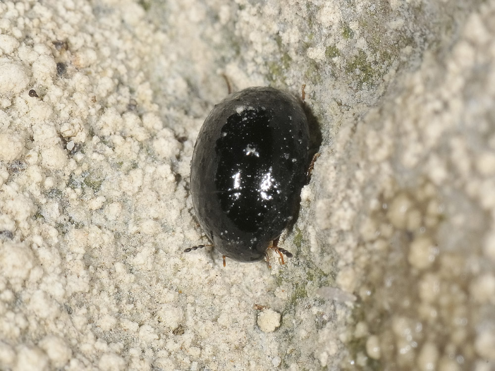 Coelostoma hispanicum e Ochthebius sp. sul Sangro (CH)