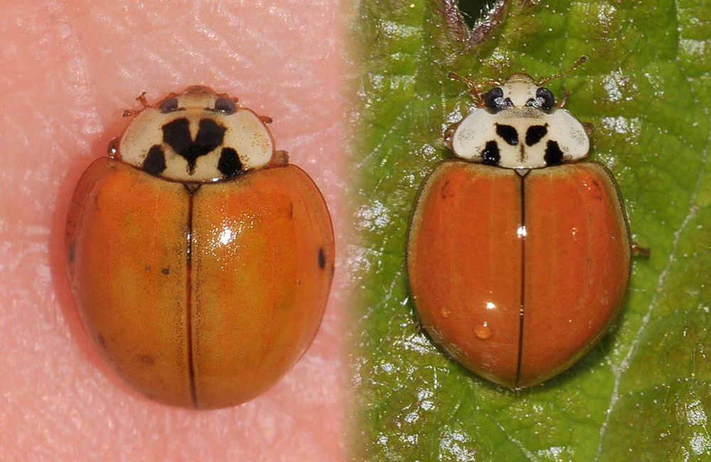 A. decempunctata o H. axyridis? coccinella senza macchie