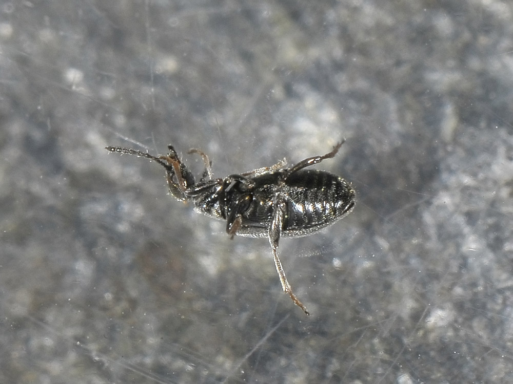 Microhoria plumbea - Anthicidae