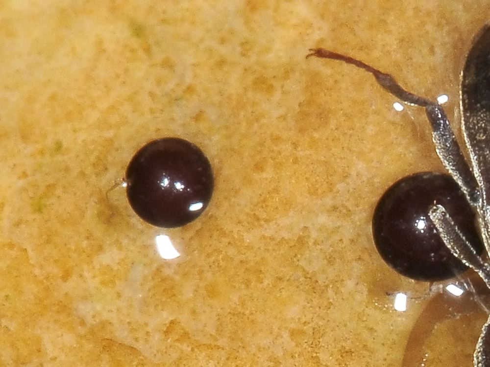 Dryopidae del fiume Sangro (CH): Pomatinus substriatus