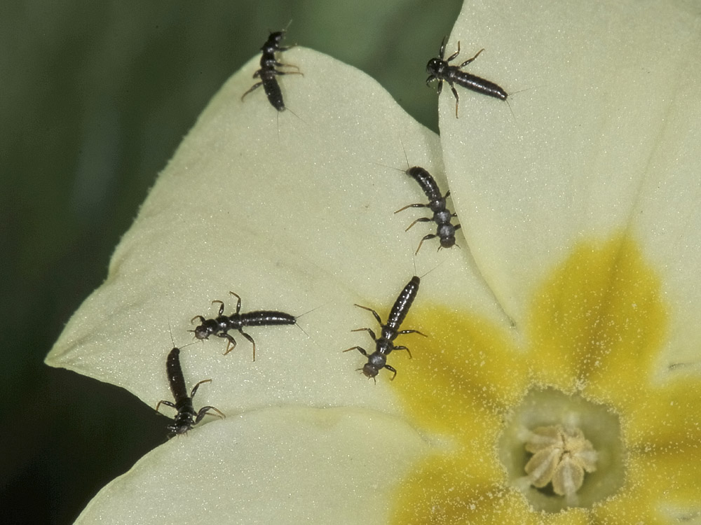 Enicopus pilosus (Dasytidae) con triungulini