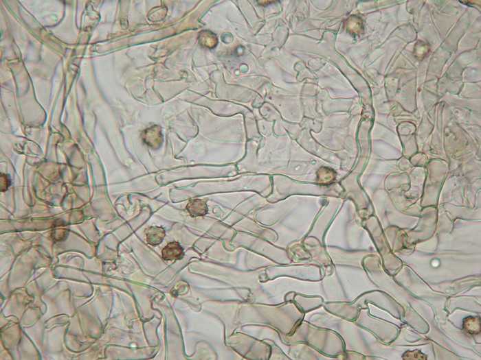 tomentella (Tomentella sublilacina)