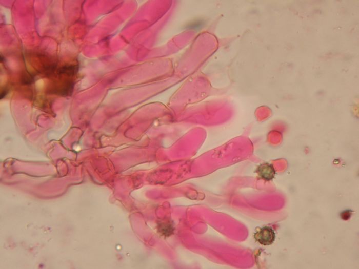 tomentella (Tomentella sublilacina)