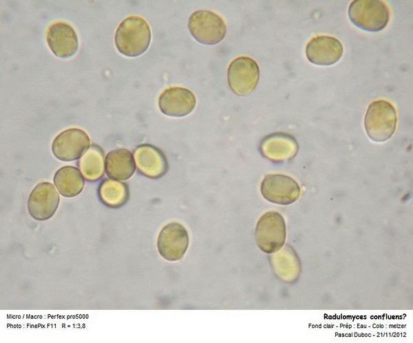 Radulomyces