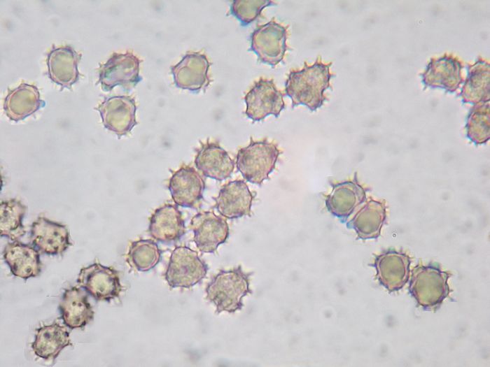 tomentella (Tomentella sublilacina)