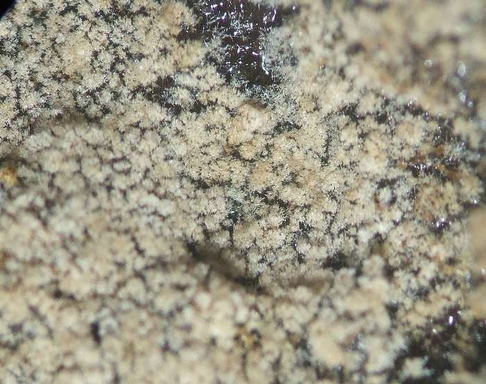 tomentella (Tomentella sublilacina)