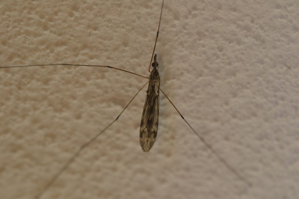 Tipulomorpha:  cfr. Tipulidae