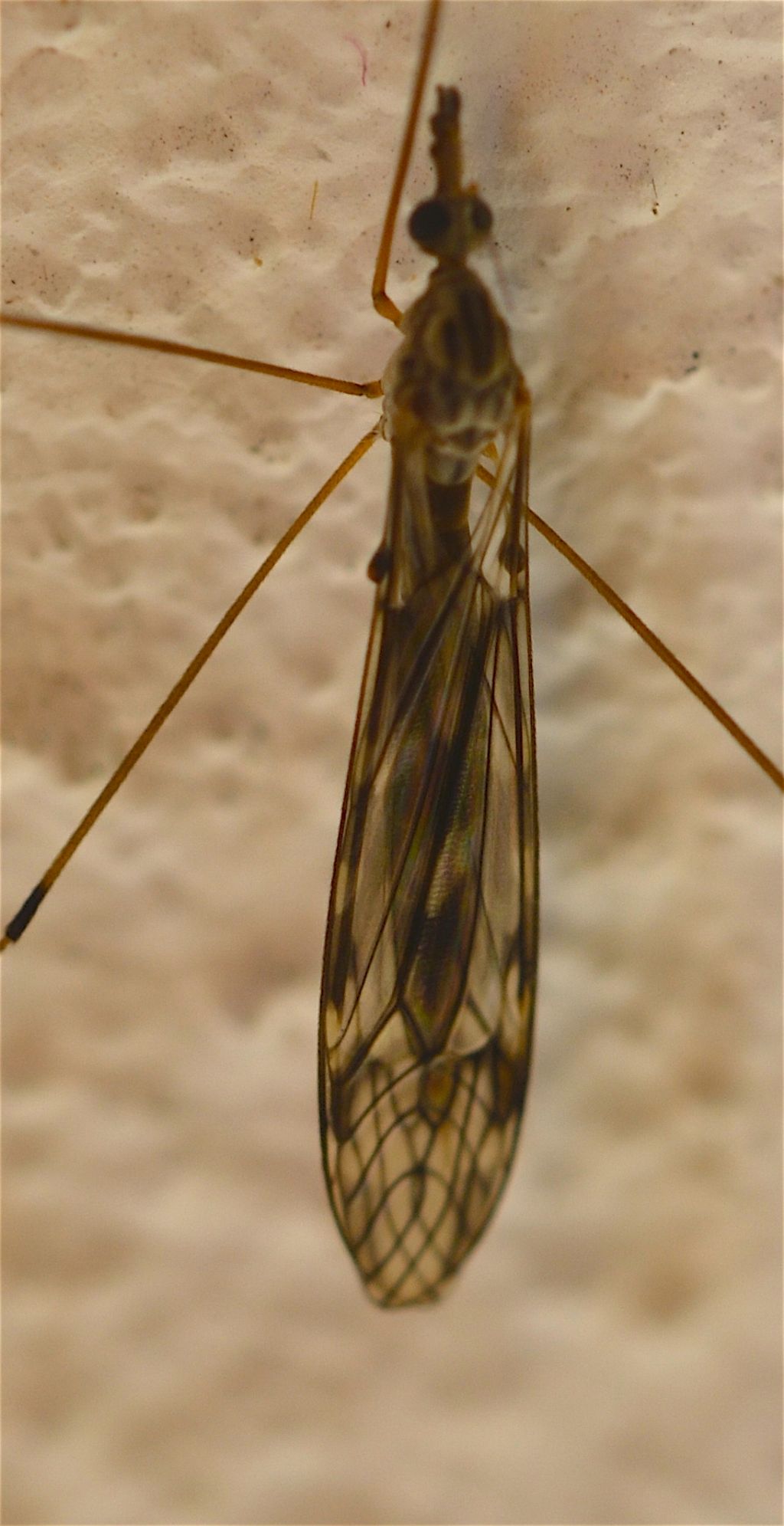 Tipulomorpha:  cfr. Tipulidae
