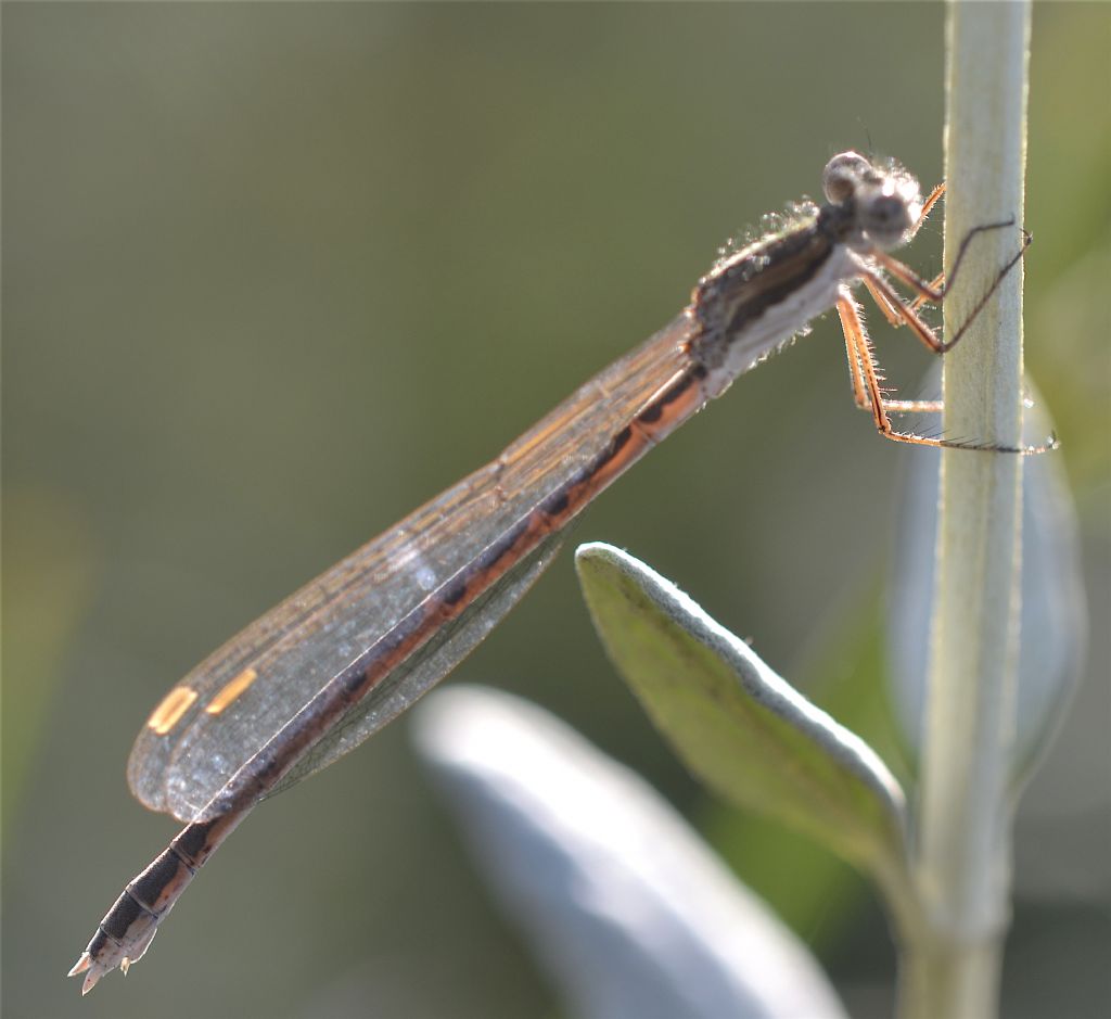 Sympecma fusca   (Lestidae)
