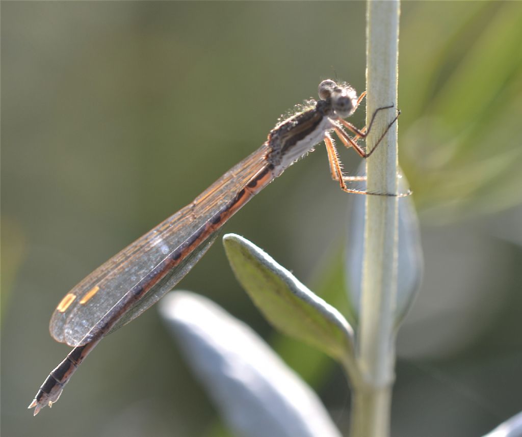 Sympecma fusca   (Lestidae)