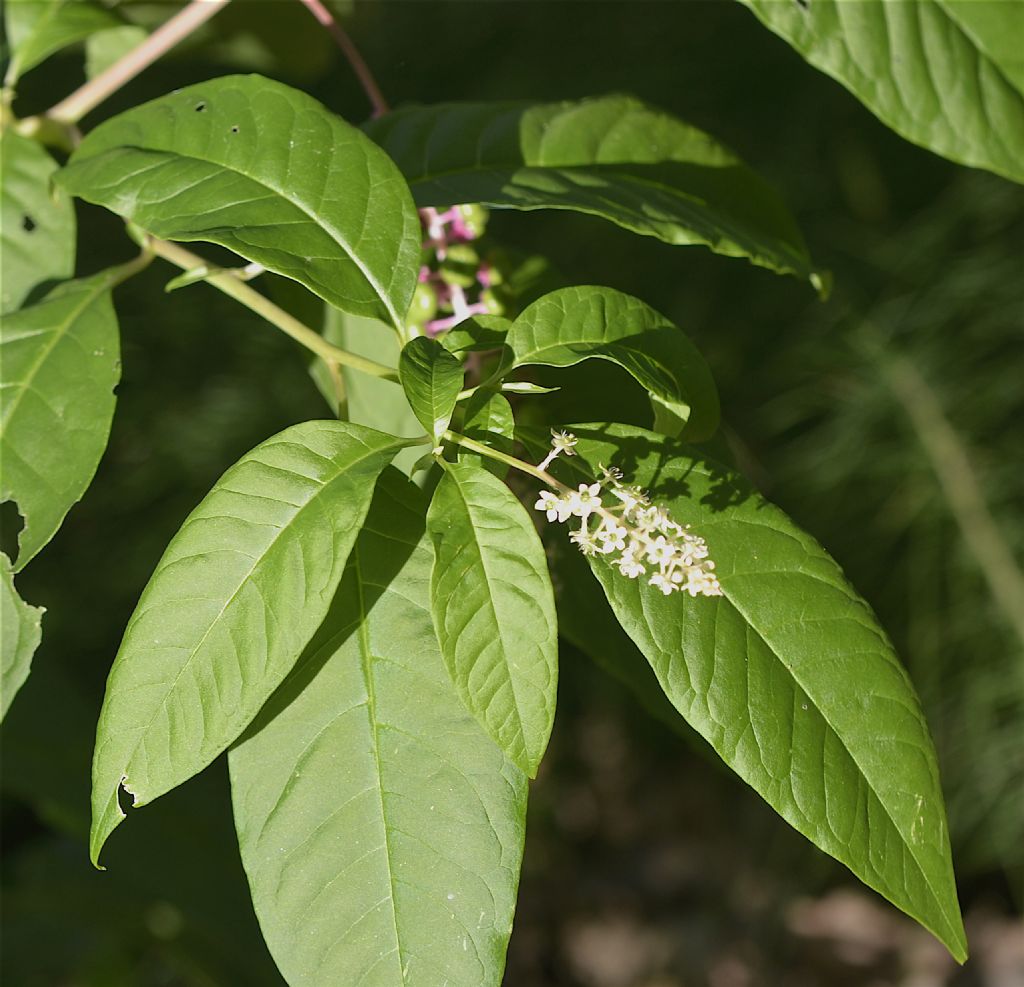 Phytolacca americana