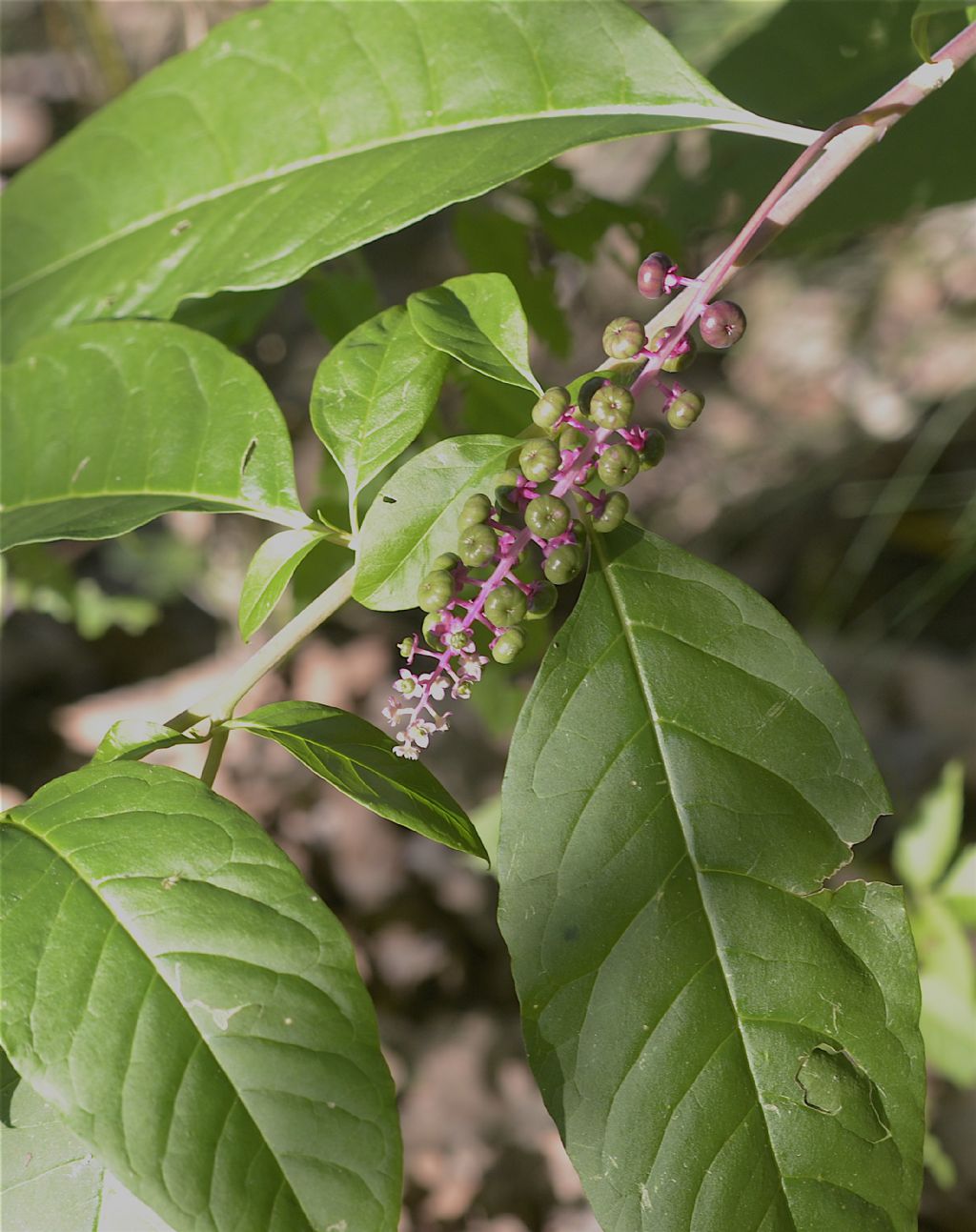 Phytolacca americana