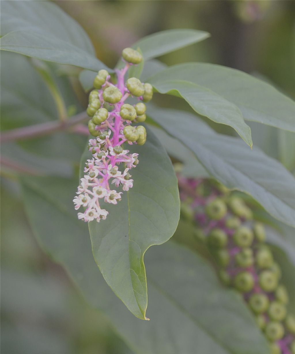 Phytolacca americana