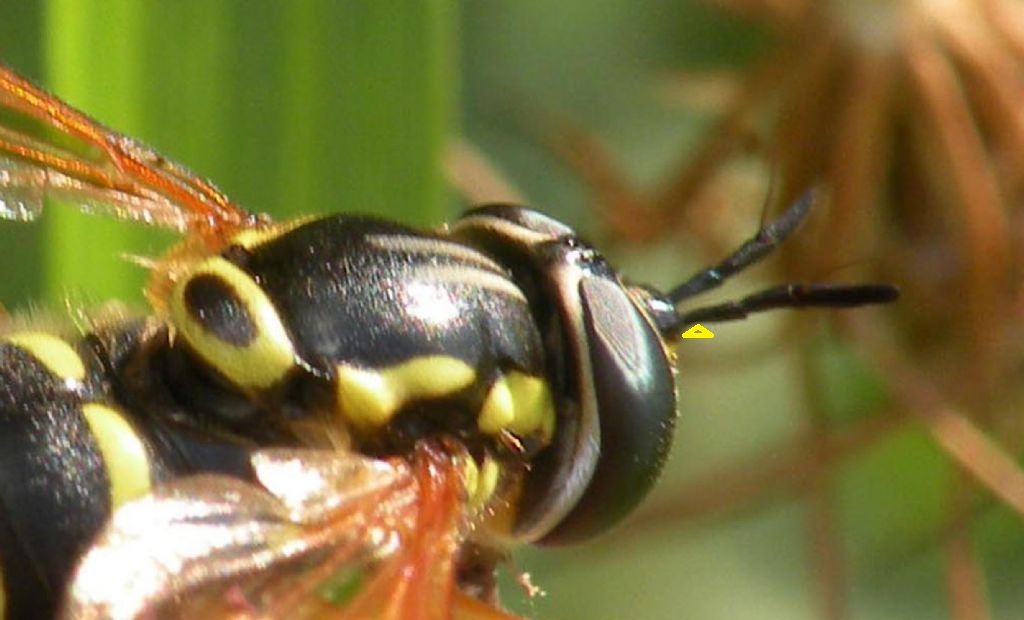 Syrphidae:  Chrysotoxum elegans?  No, Chrysotoxum festivum, femmina