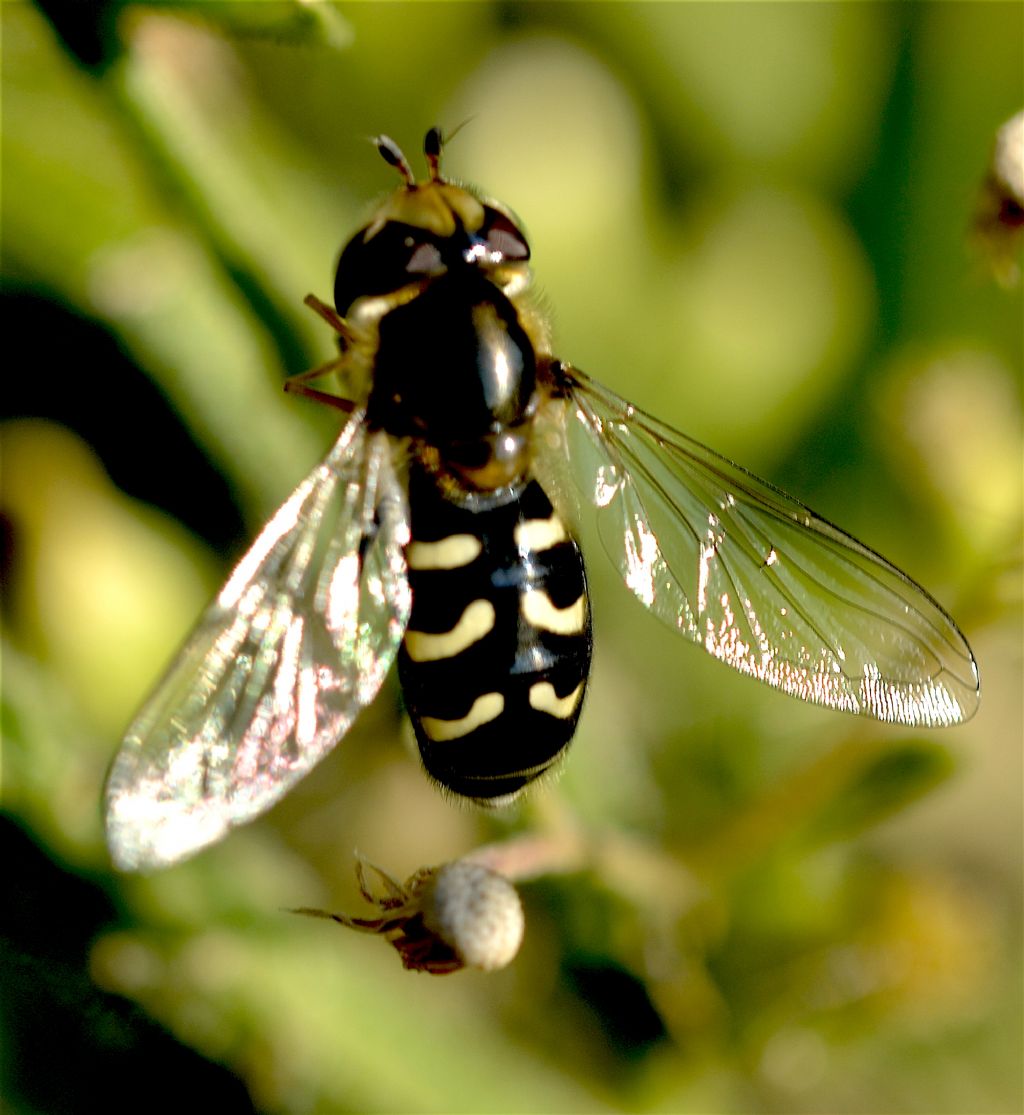 Syrphidae. Scaeva pyrastri