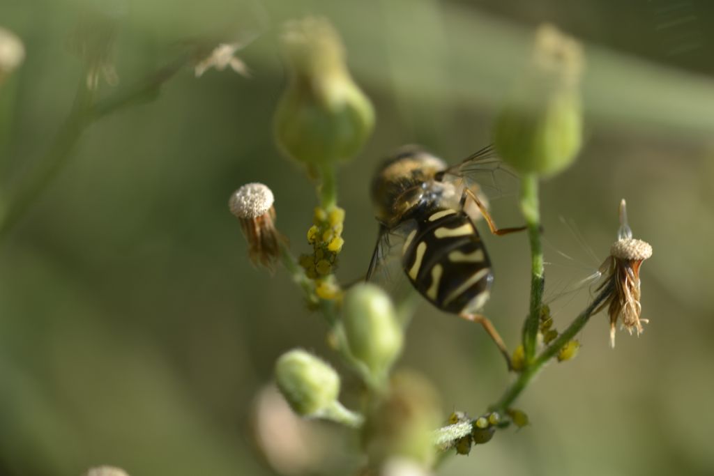 Syrphidae. Scaeva pyrastri