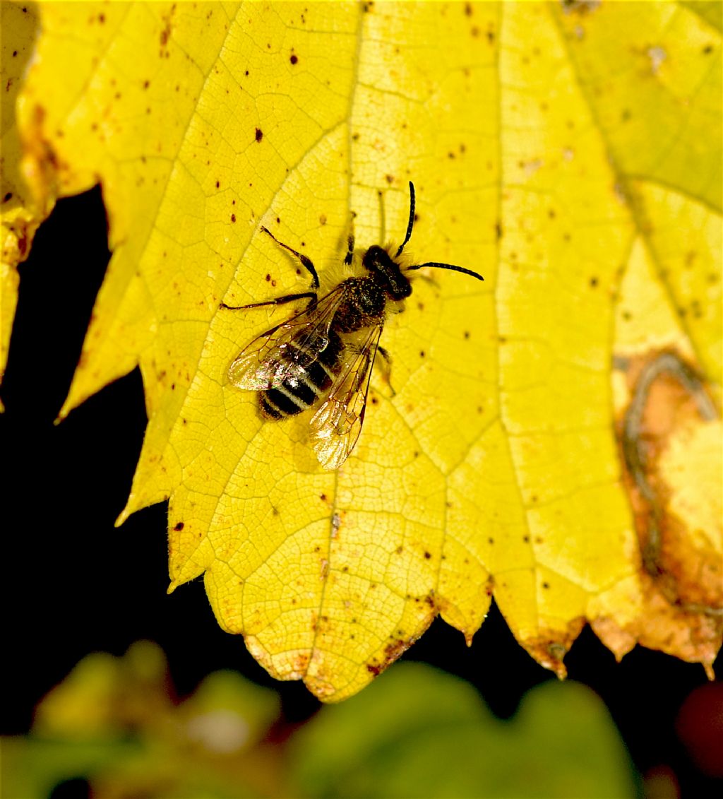 Andrena sp., maschio