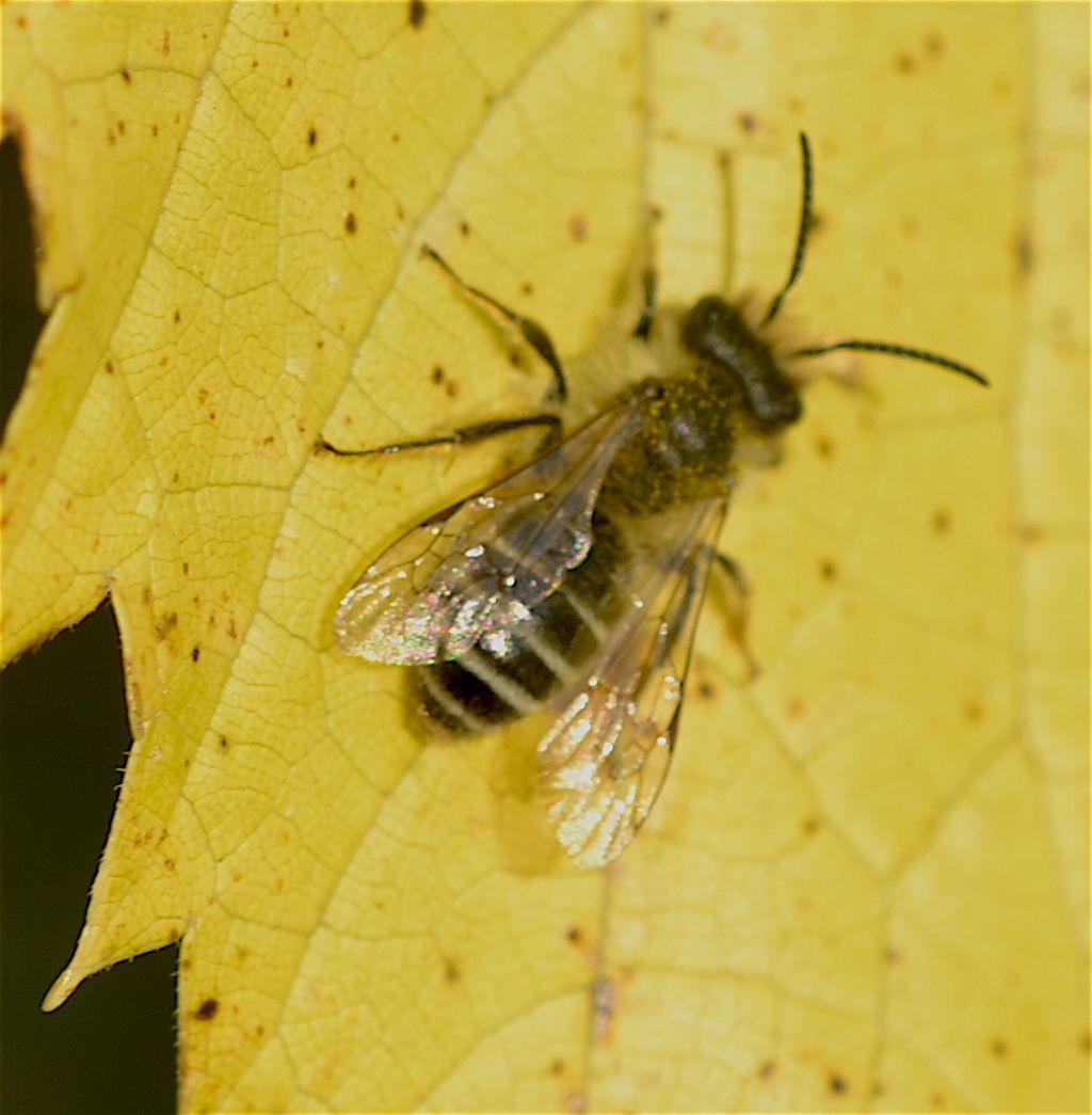 Andrena sp., maschio