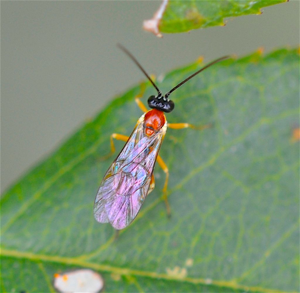 Pompilidae?  No, Ichneumonidae