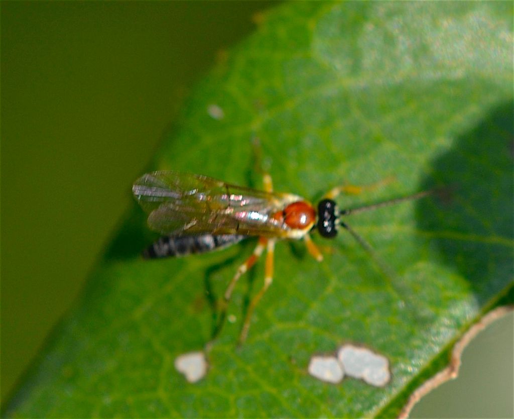 Pompilidae?  No, Ichneumonidae