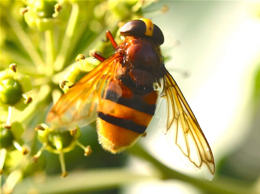 Volucella inanis?  No, Volucella zonaria, femmina