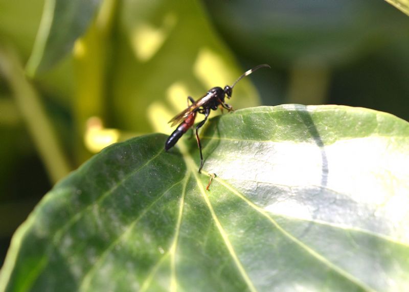 Ichneumonidae: cfr. Stenichneumon culpator