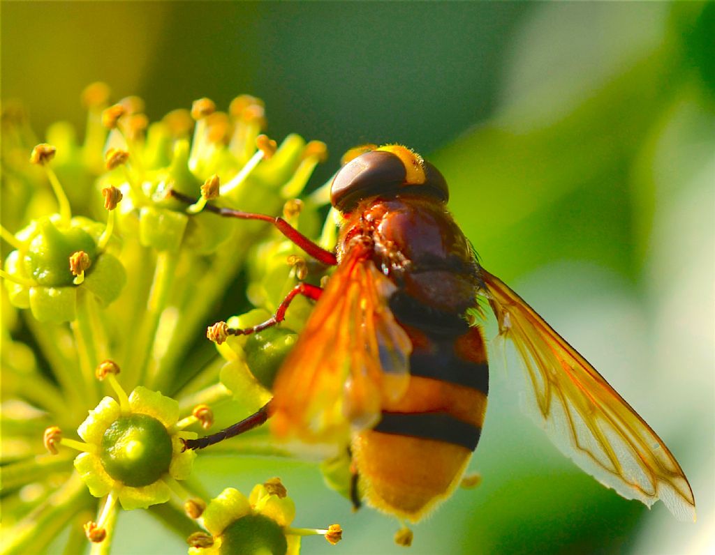 Volucella inanis?  No, Volucella zonaria, femmina