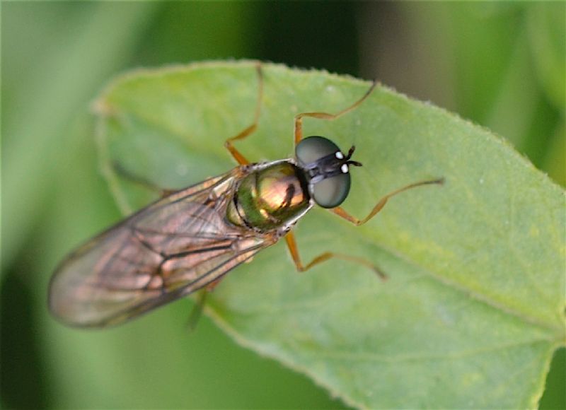 Stratiomyidae:  Sargus cfr. albibarbus,  femmina