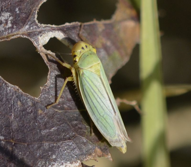 ID