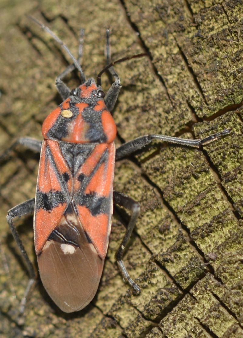 Lygaeidae:   Spilostethus pandurus