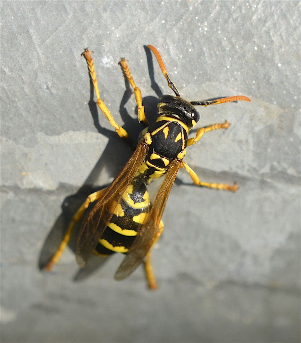 Polistes dominula, femmina stilopizzata