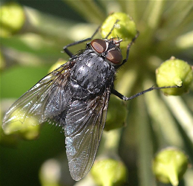 Sarcophaga carnaria?   No, Calliphora sp.,  maschio