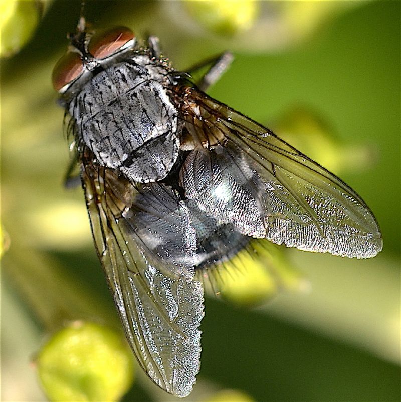 Sarcophaga carnaria?   No, Calliphora sp.,  maschio