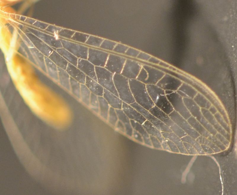 Chrysopidae: Chrysoperla pallida
