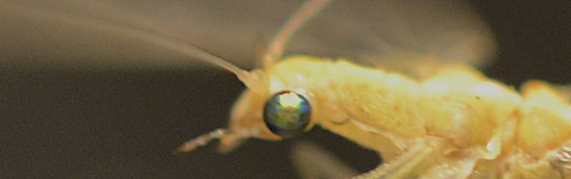 Chrysopidae: Chrysoperla pallida