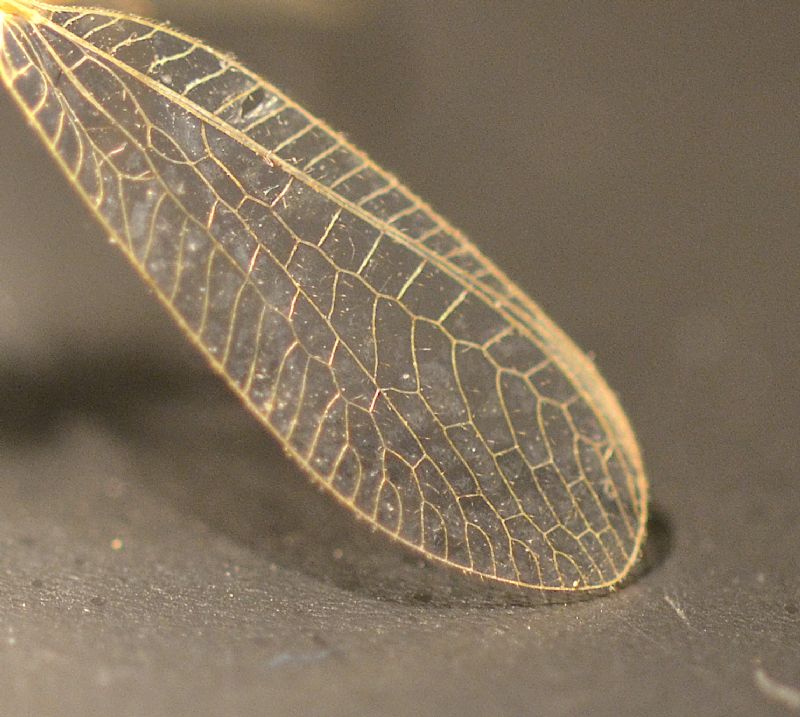 Chrysopidae: Chrysoperla pallida